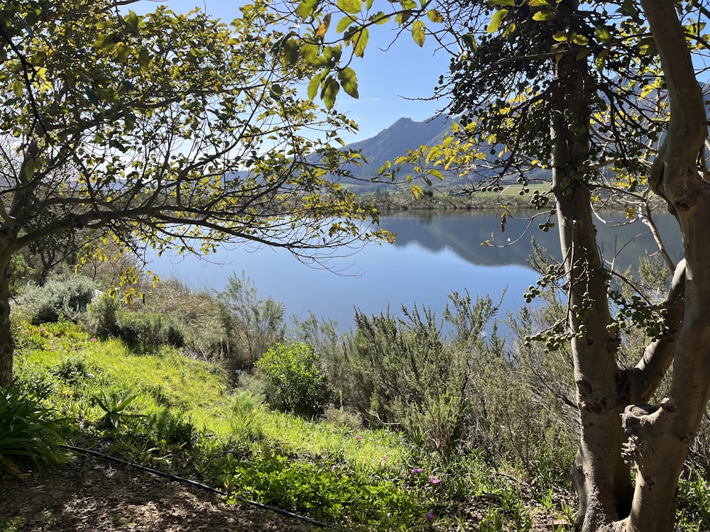a view of a lake through some trees