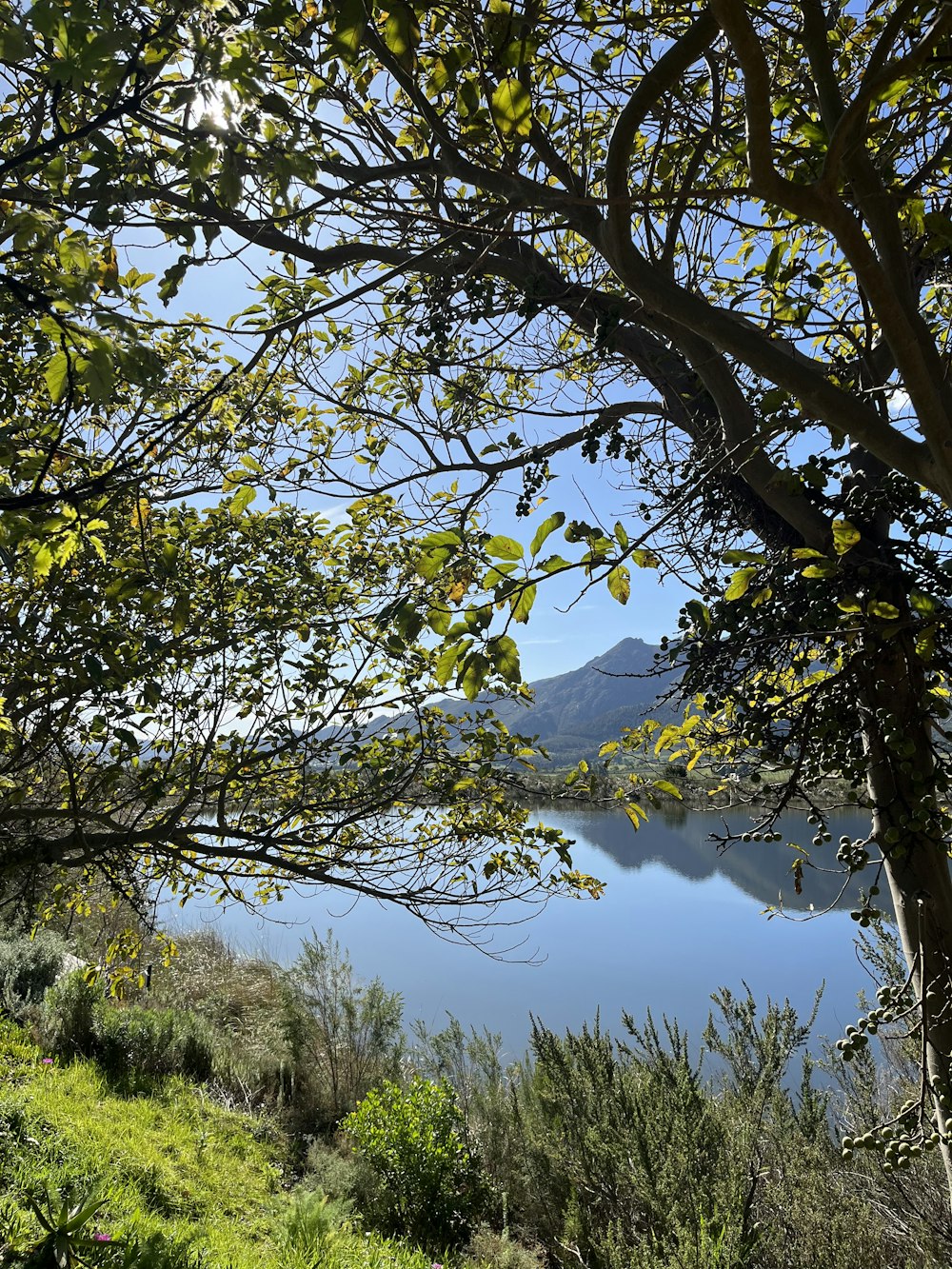 a bench sitting under a tree next to a body of water