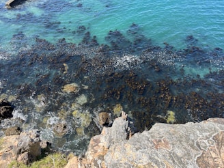 a body of water filled with lots of rocks