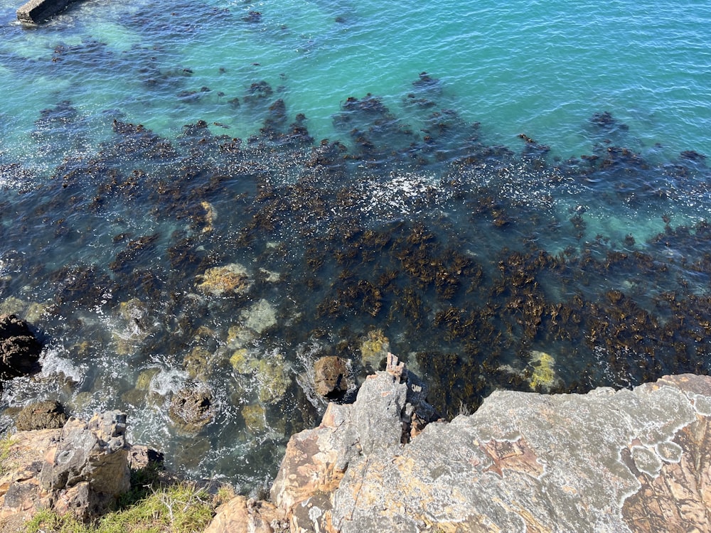 a body of water filled with lots of rocks