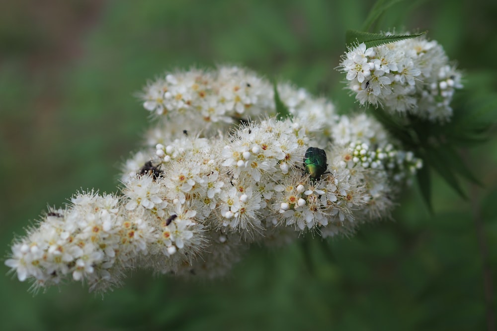 a close up of a flower with a bug on it