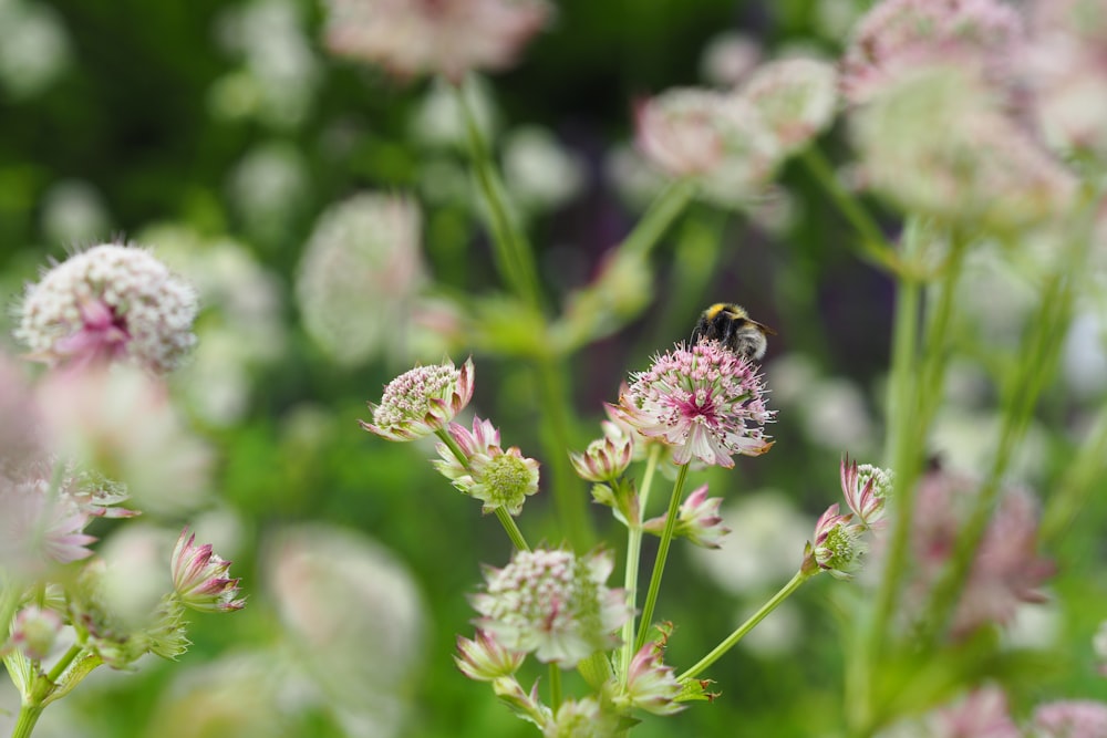 a bee sitting on top of a pink flower