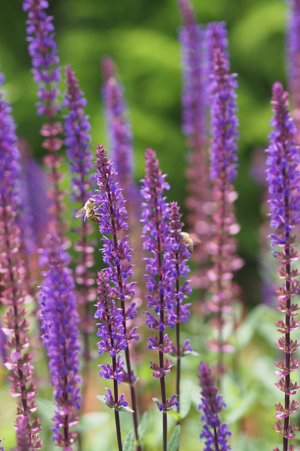 a bunch of purple flowers that are in the grass