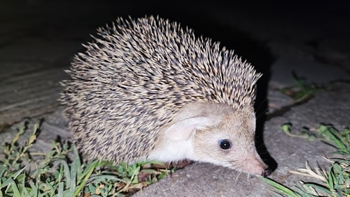 Hedgehog shelter with a discreet solar-powered camera capturing a hedgehog at dusk.