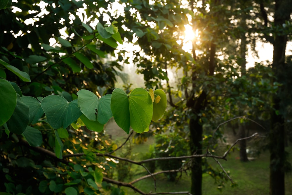 the sun shines through the leaves of a tree