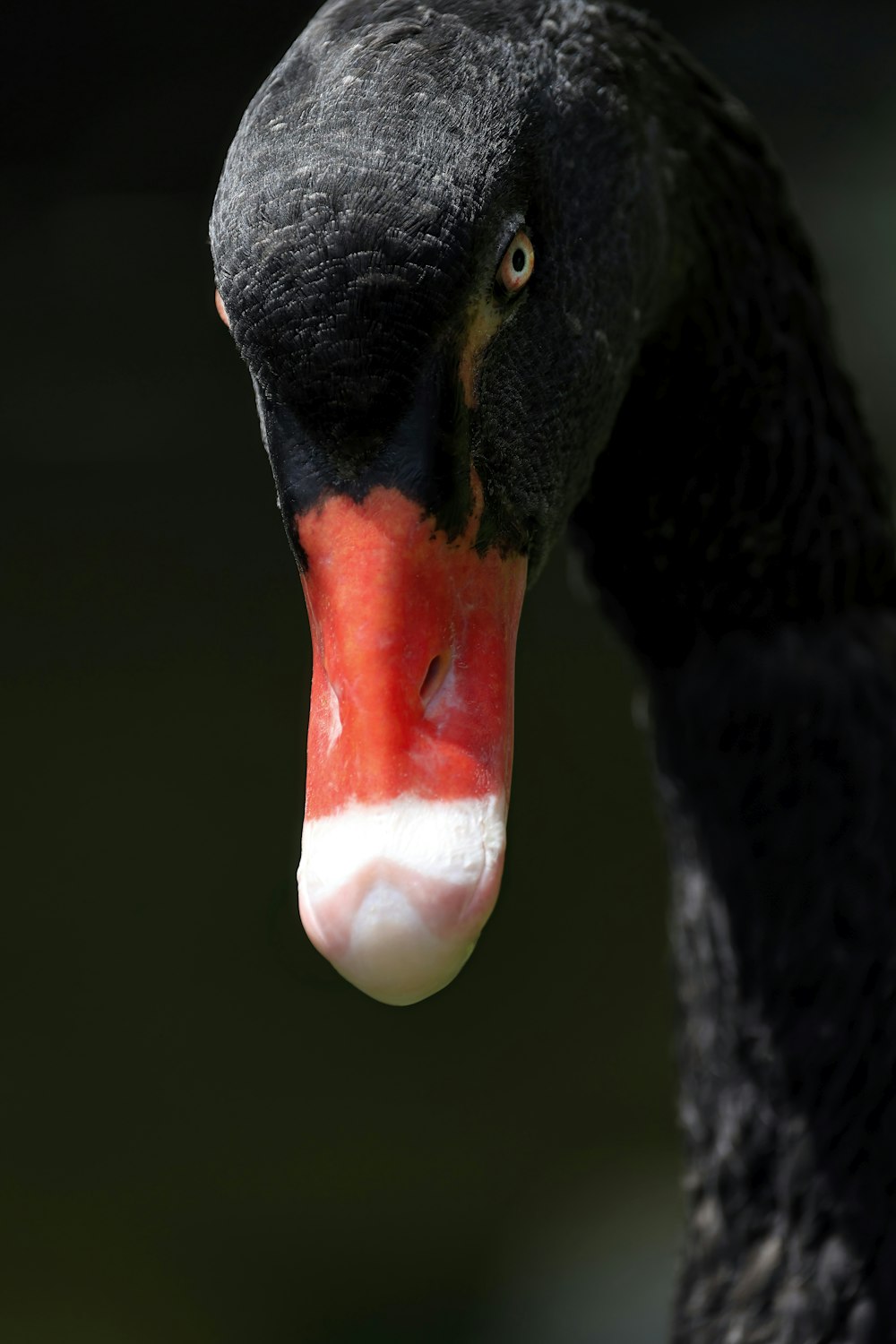 a close up of a black swan with a red beak