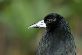 A side profile of a chick showing its solid bone structure and tight feathering.