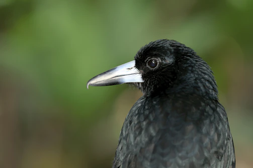 A side profile of a chick showing its solid bone structure and tight feathering.