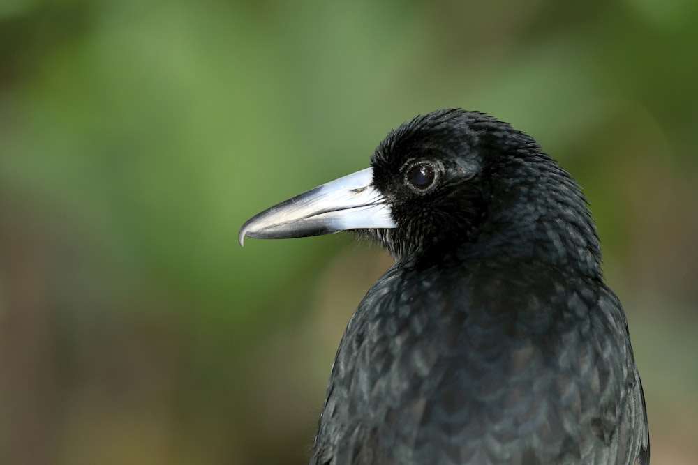 a close up of a black bird with a white beak