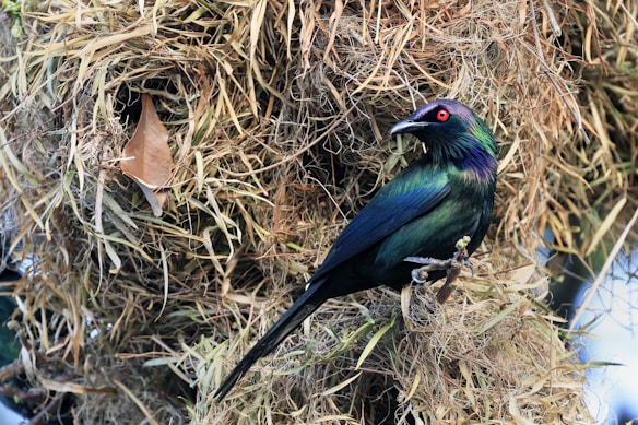 A vibrant bird with iridescent green and blue plumage and striking red eyes is perched on a nest made of dried grass and leaves. The intricate nest is woven into a dense mass, camouflaged by the natural surroundings.