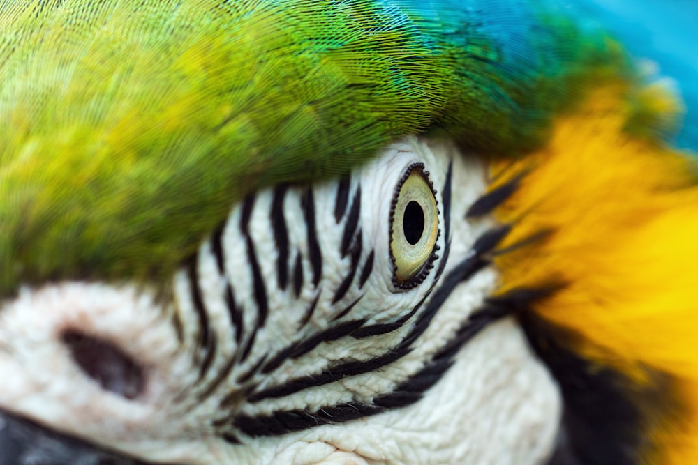 a close up of a green and yellow parrot's face