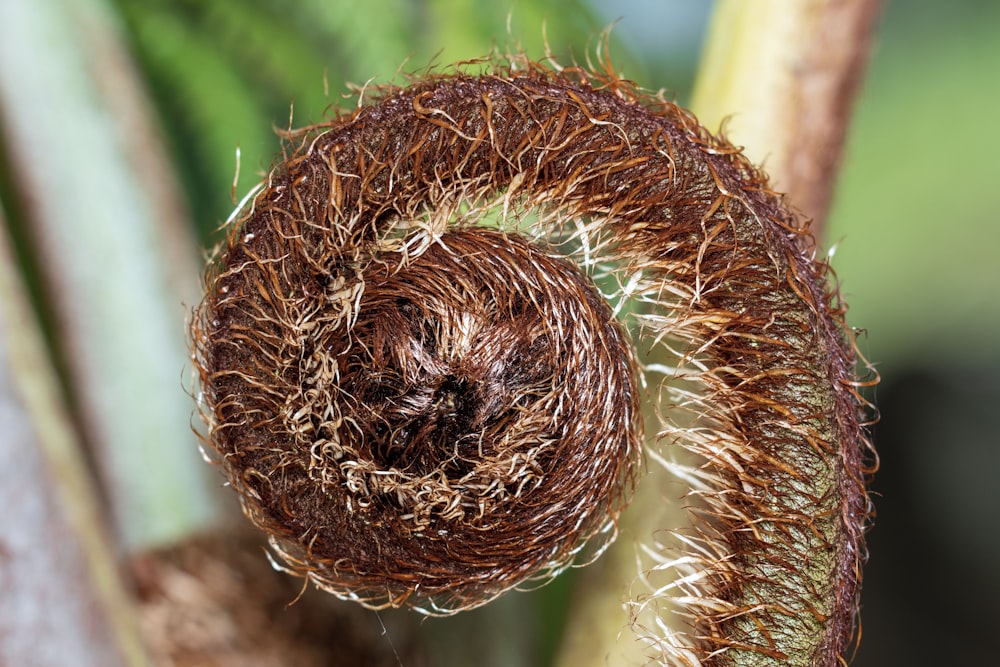 um close up de uma planta com uma semente muito pequena