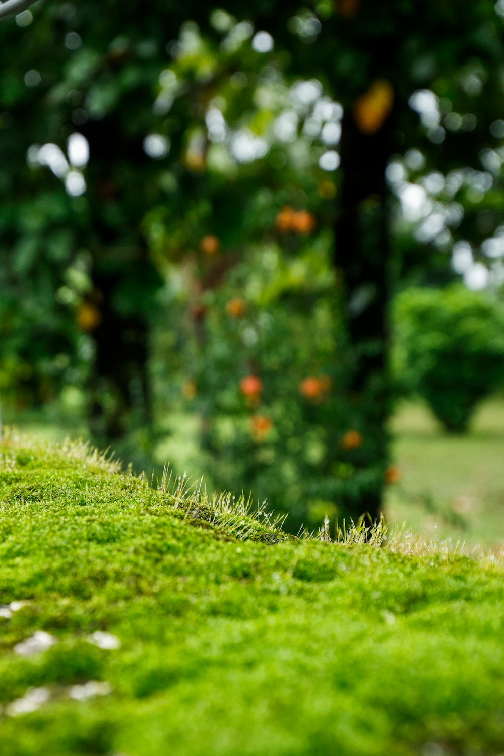 a close up of a grass field with trees in the background