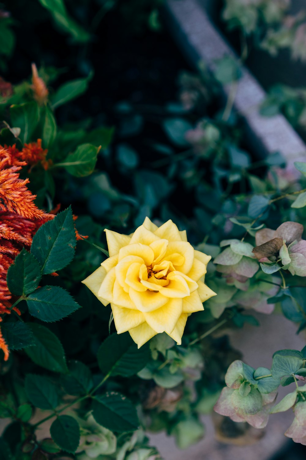 a yellow and red flower sitting on top of a lush green plant