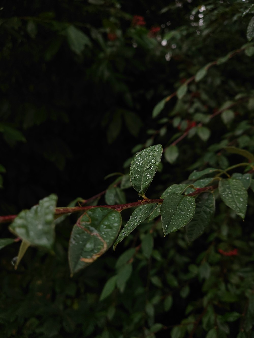 una rama frondosa de árbol con gotas de agua