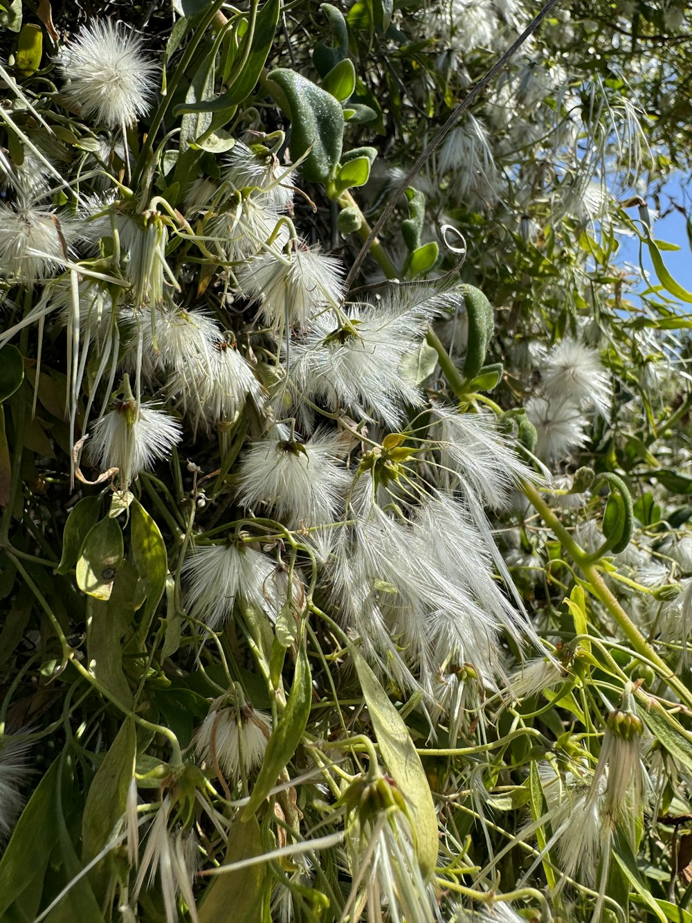 a close up of a bunch of flowers on a tree