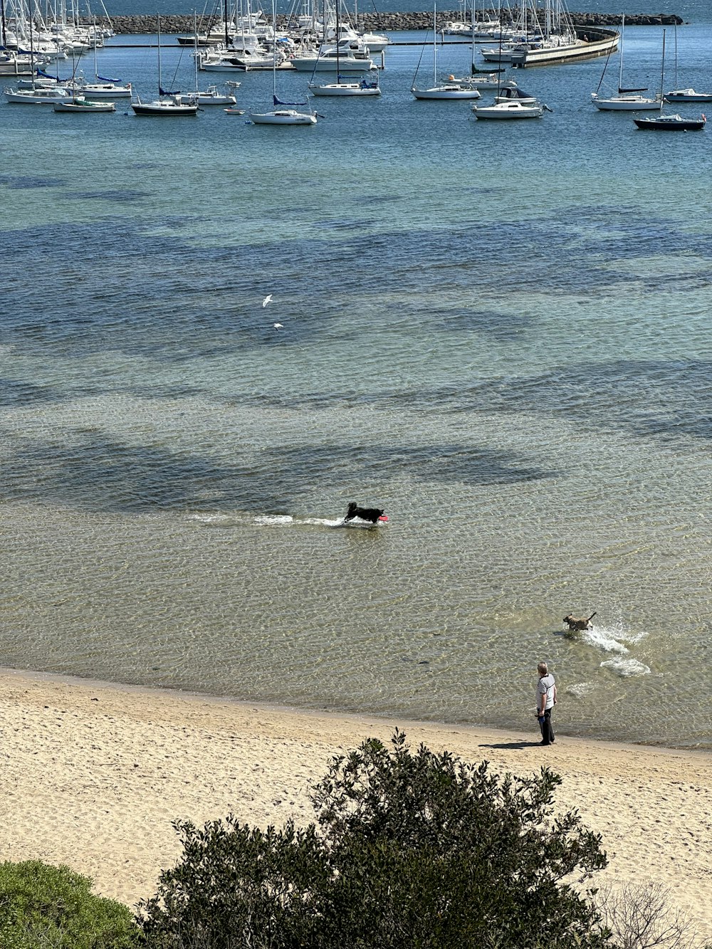 a person and a dog on a beach with boats in the water