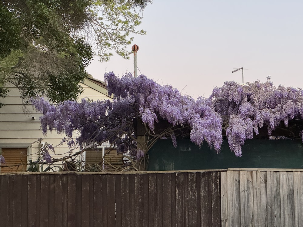 purple flowers are growing on a tree near a fence