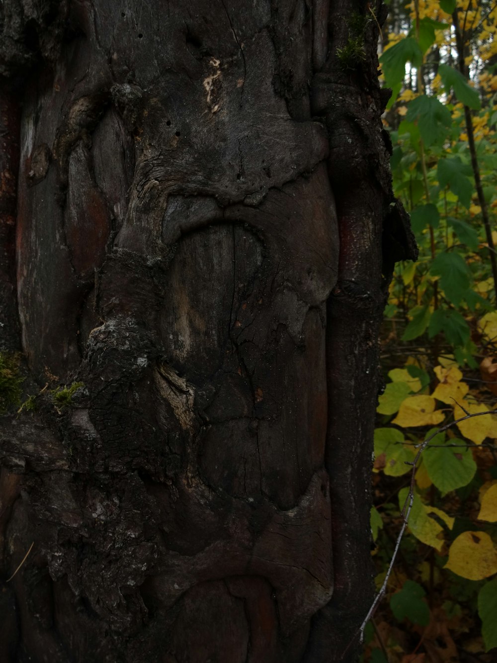 a close up of a tree trunk in a forest