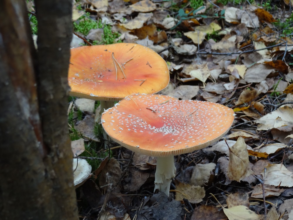 a couple of mushrooms that are on the ground