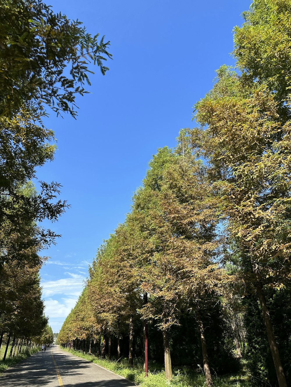 a road lined with trees and a traffic light