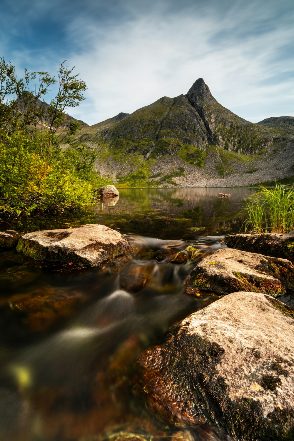 a stream running through a lush green forest