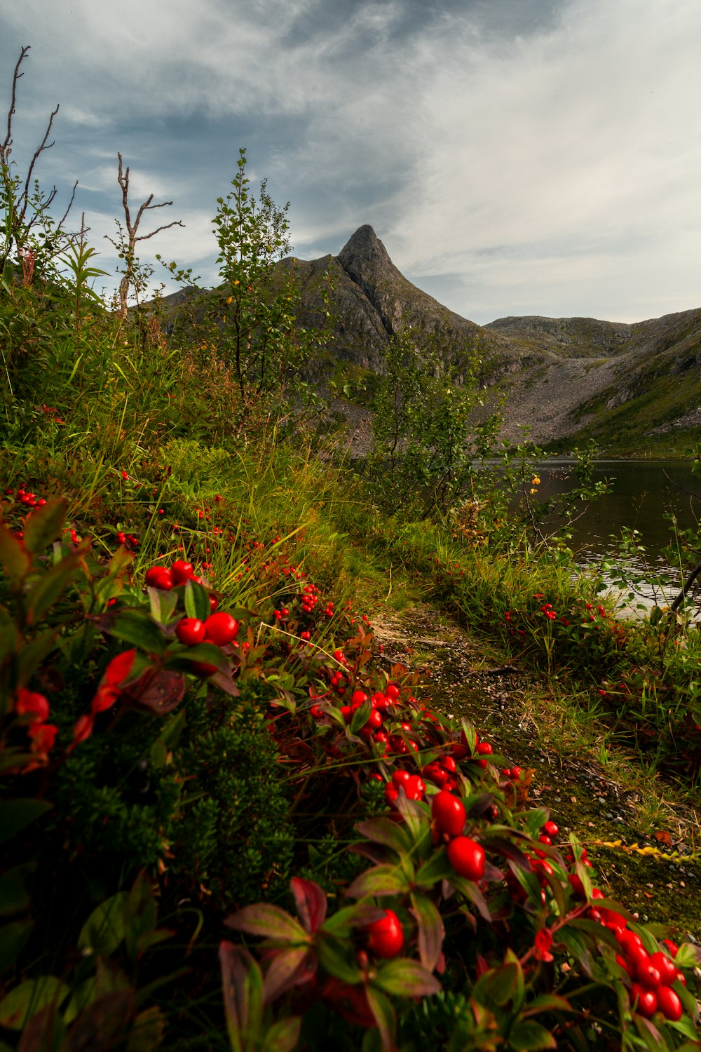 red berries on a bush near a lake