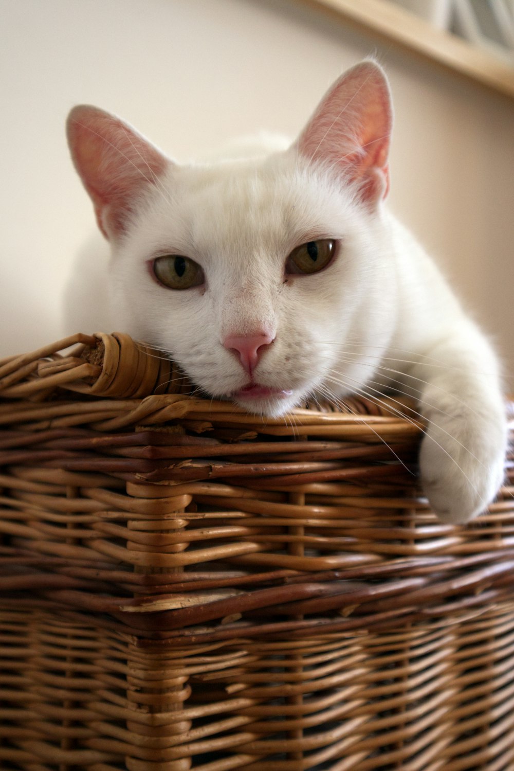 a white cat is sitting in a wicker basket