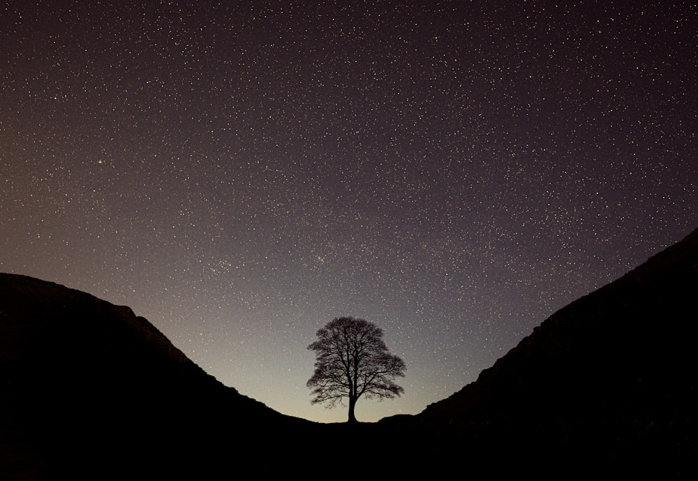 a lone tree is silhouetted against the night sky