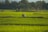 A happy rider on a scooter with lush green fields of Punjab in the background under a bright blue sky.