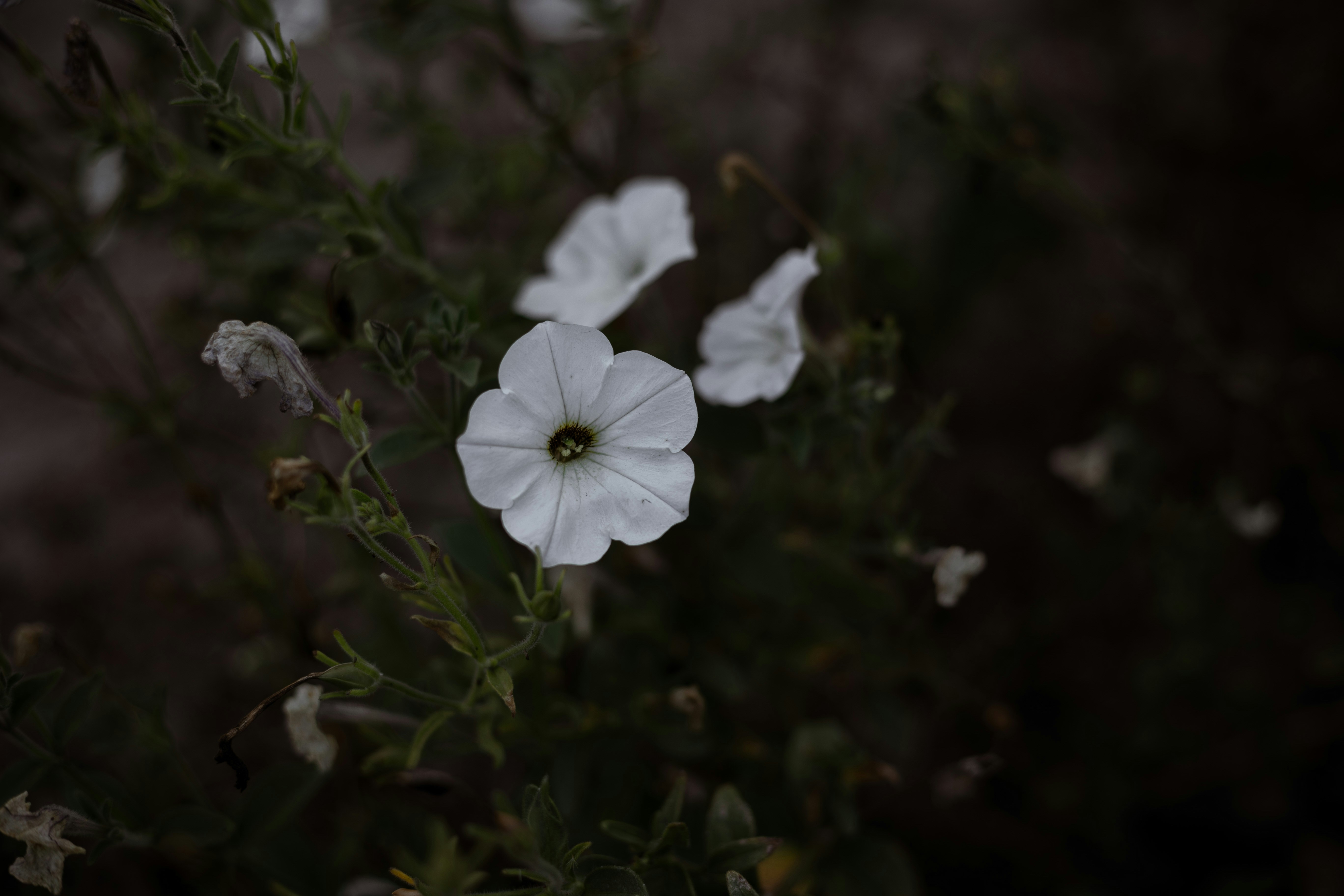 zwei weiße Blüten mit grünen Blättern im Hintergrund