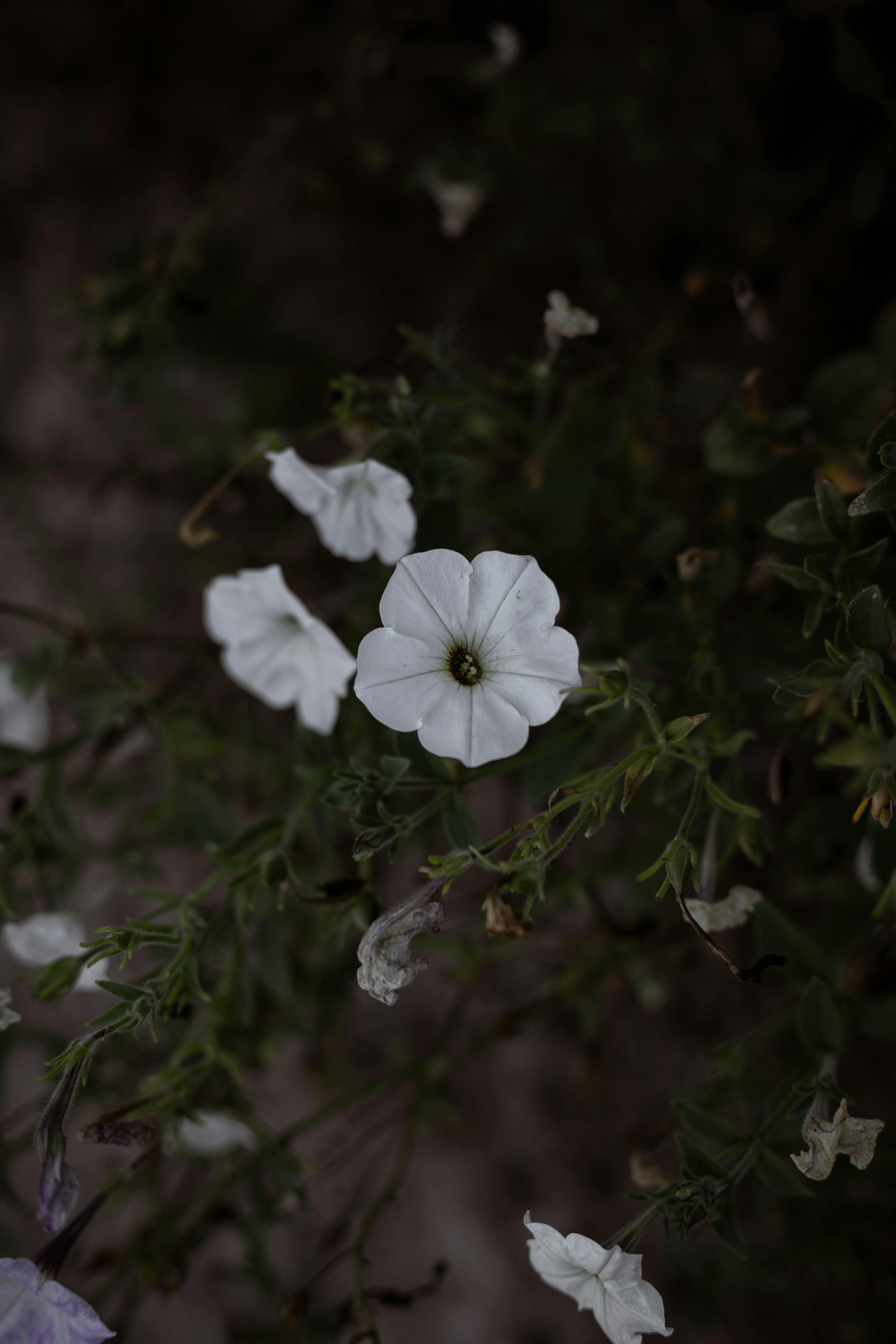 Photo by this_misty_garden