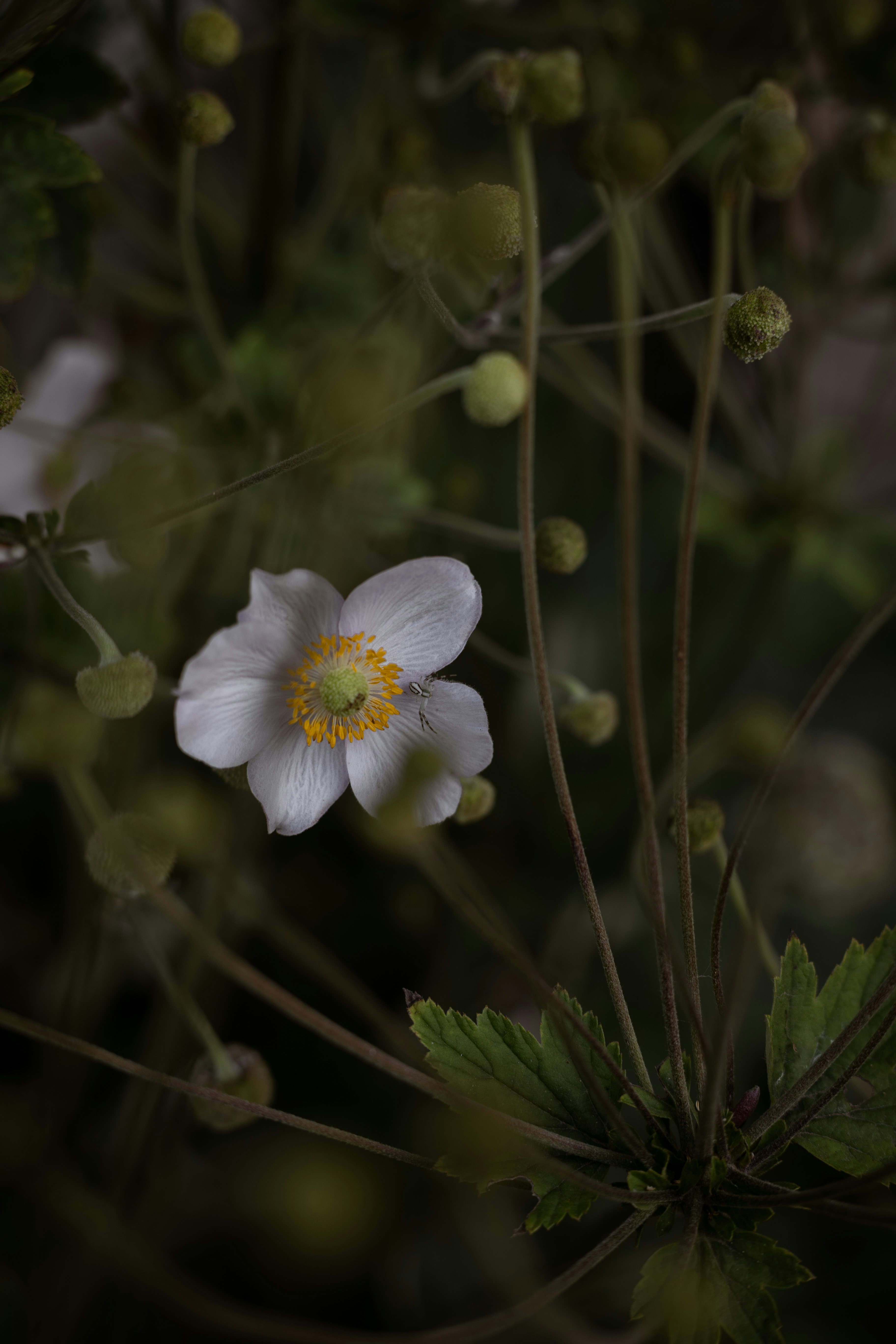 Photo by this_misty_garden