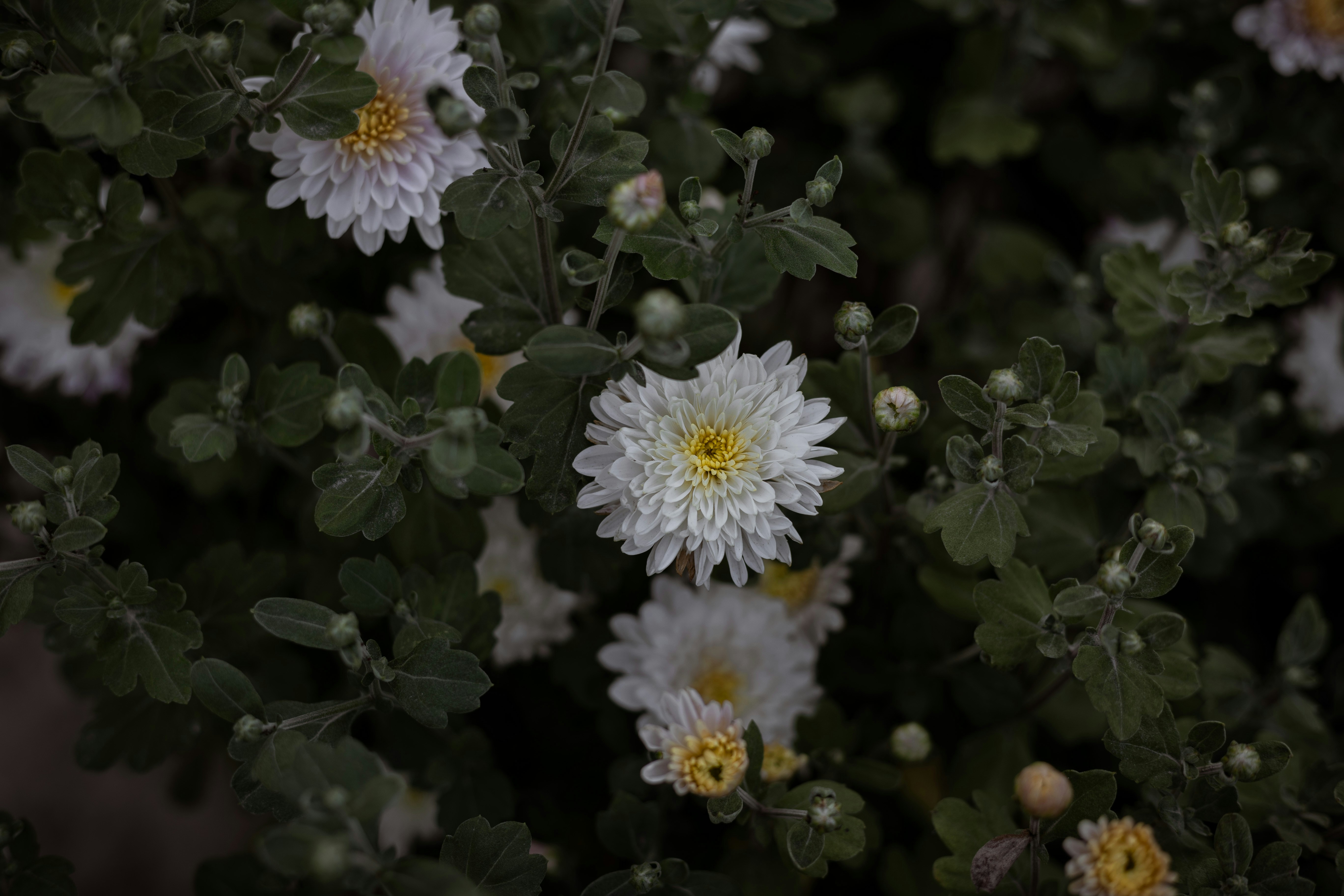 ein Strauß weißer Blüten mit grünen Blättern