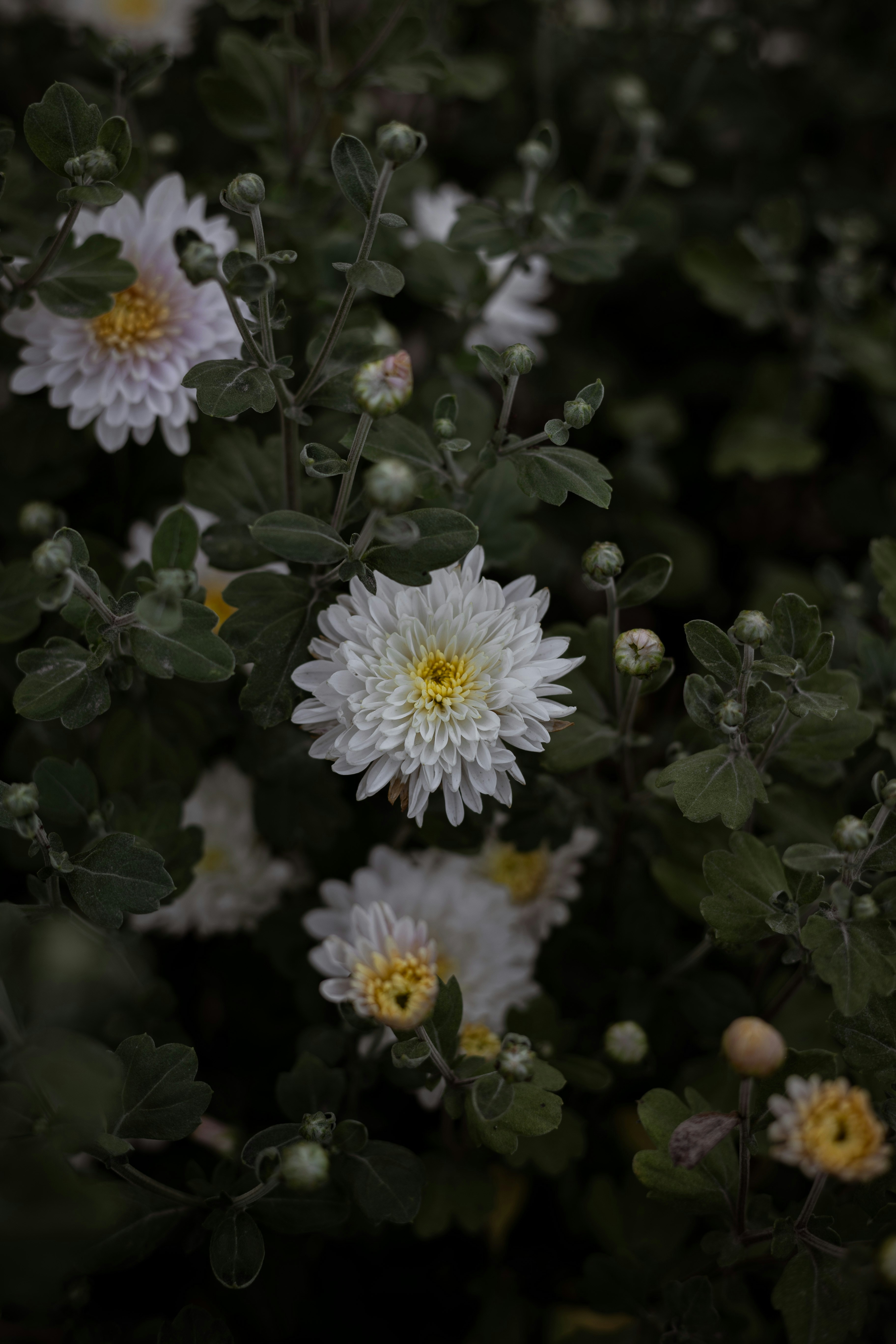 ein Strauß weißer Blüten mit grünen Blättern