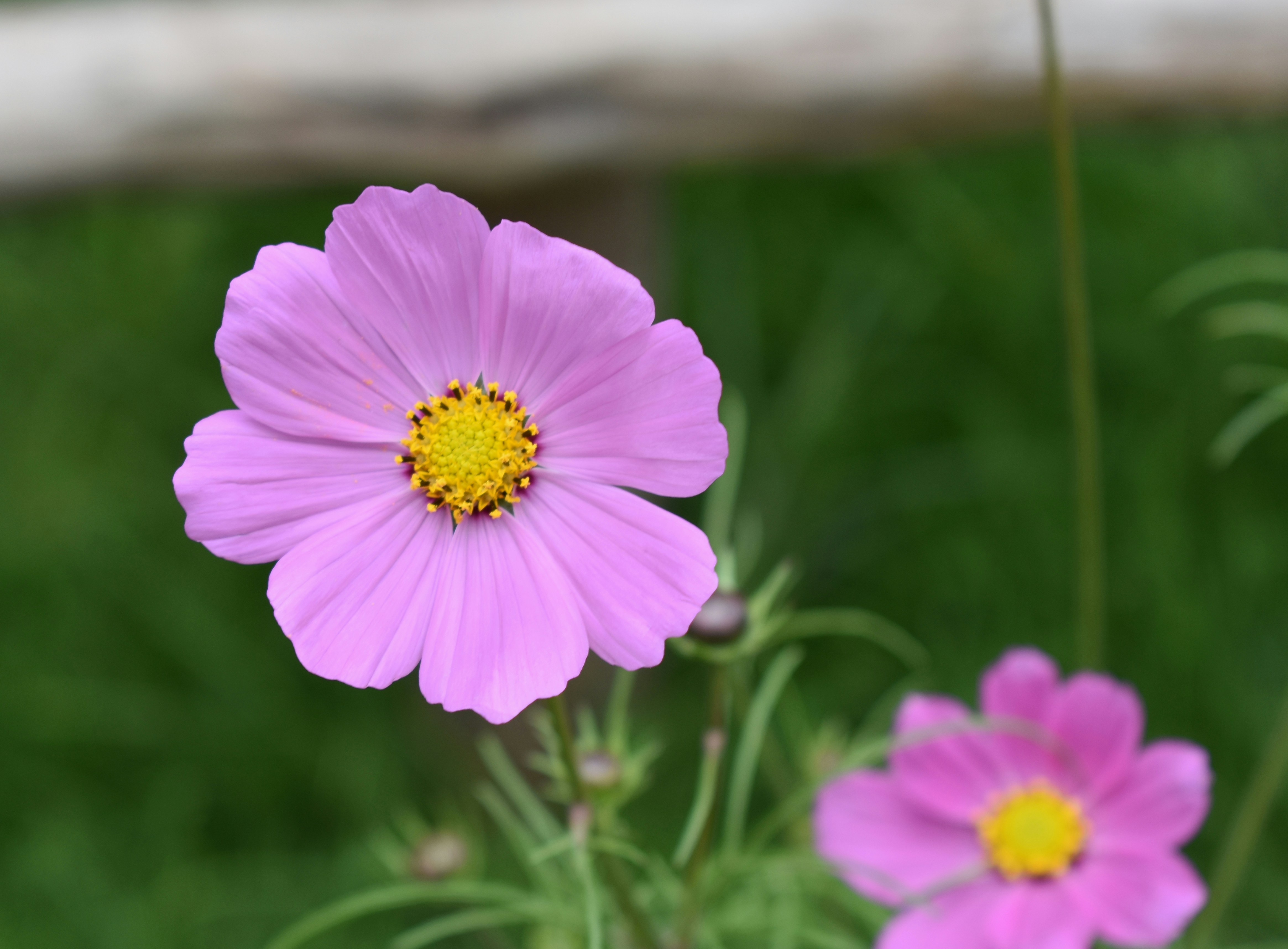 Photo by avinaash_ponnada