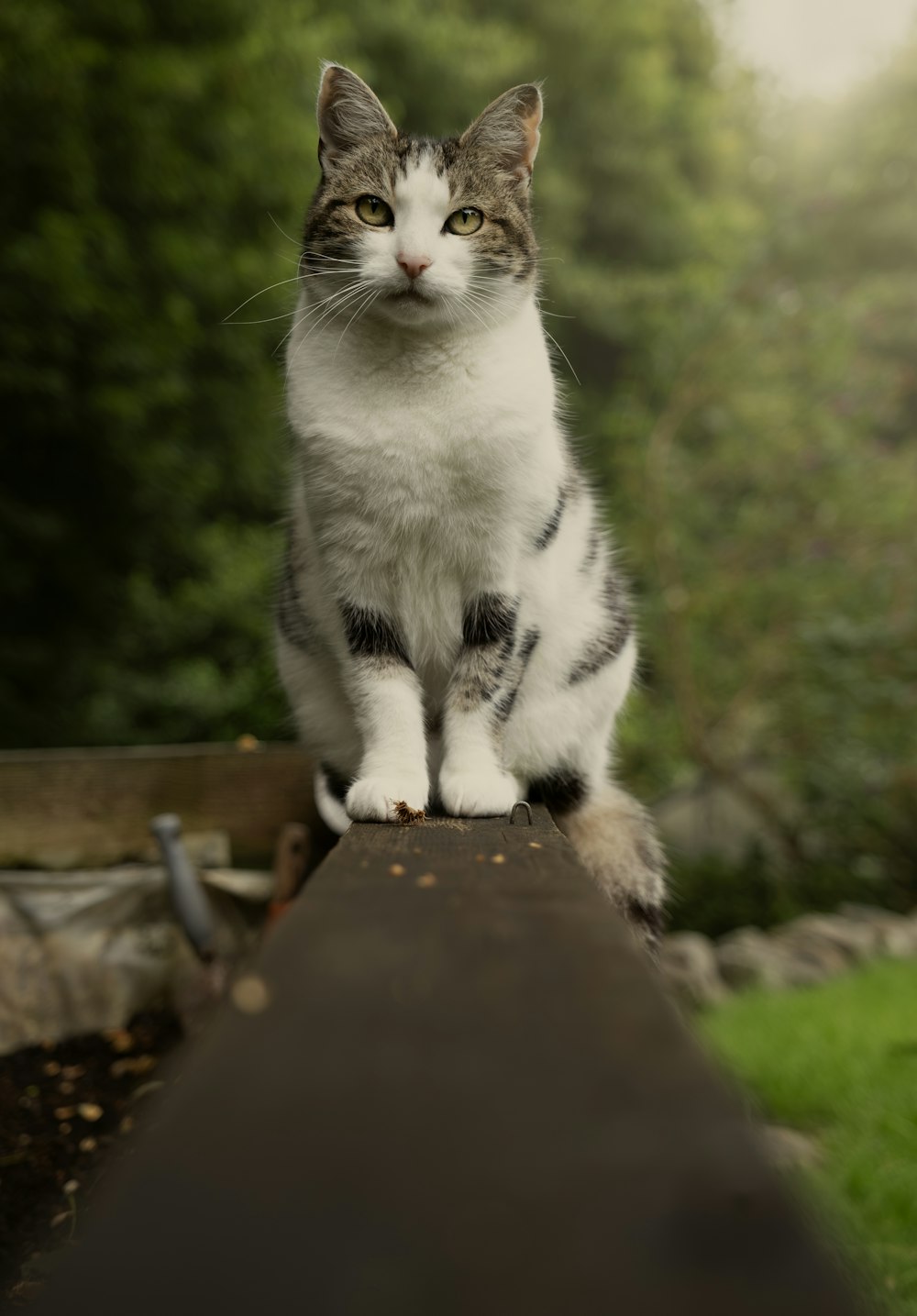 a cat sitting on top of a wooden rail