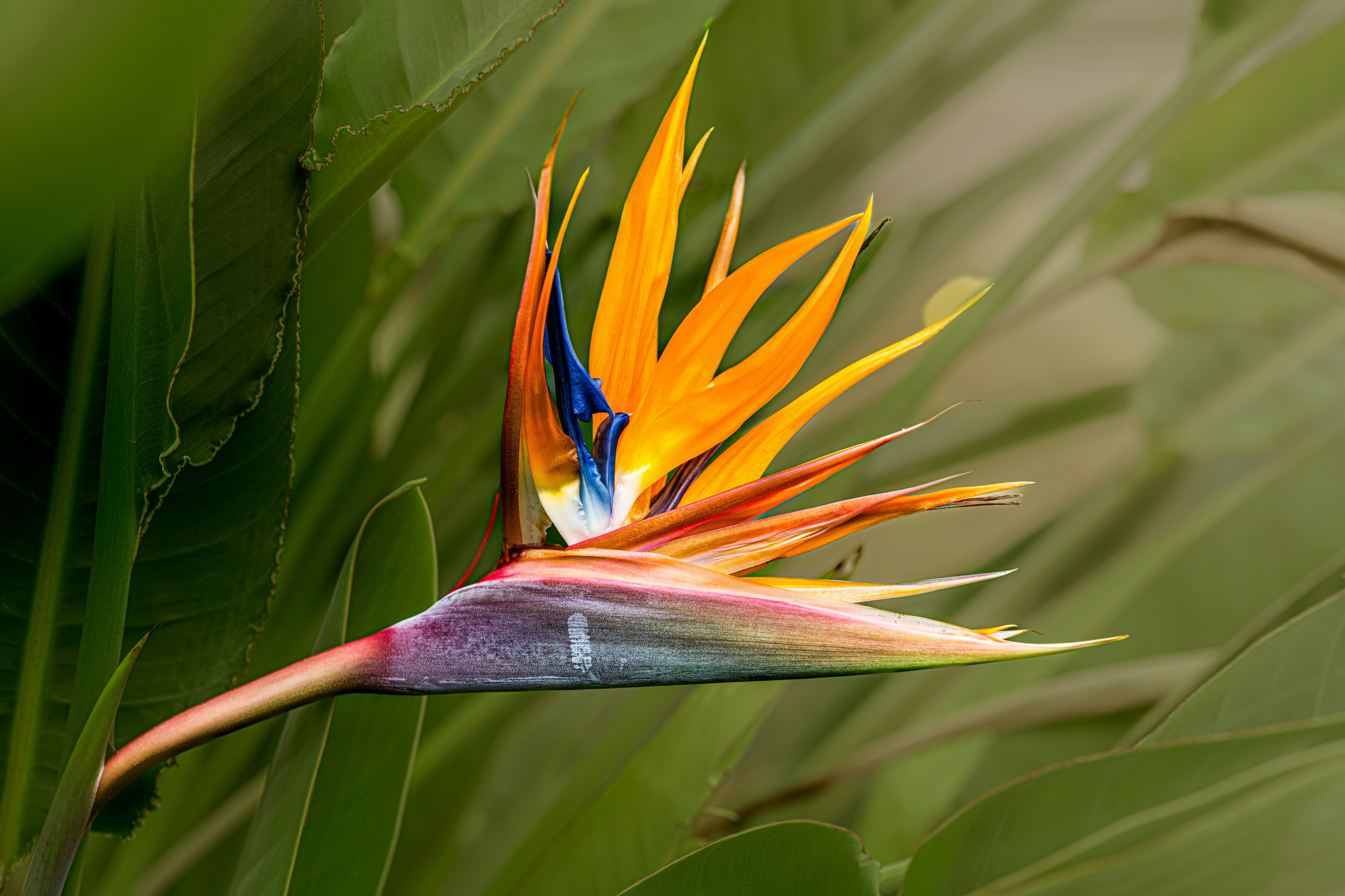 a colorful bird of paradise flower in a green plant