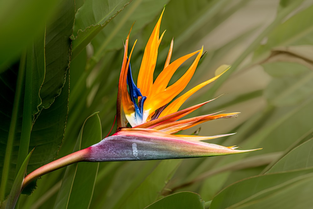 a colorful bird of paradise flower in a green plant