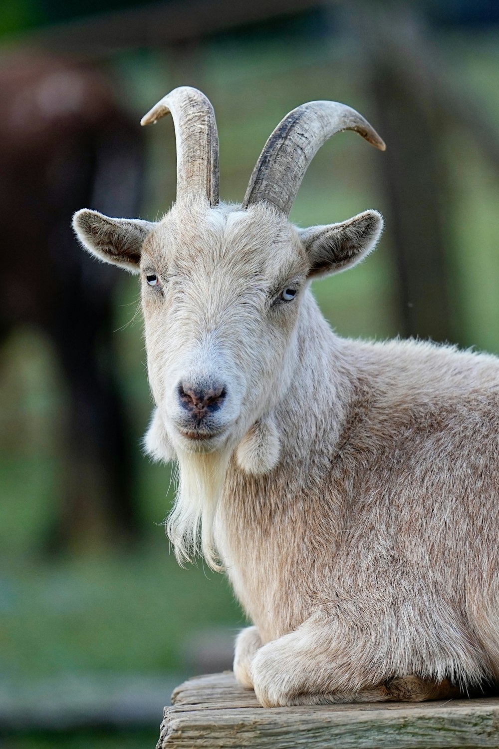 a close up of a goat on a wooden surface