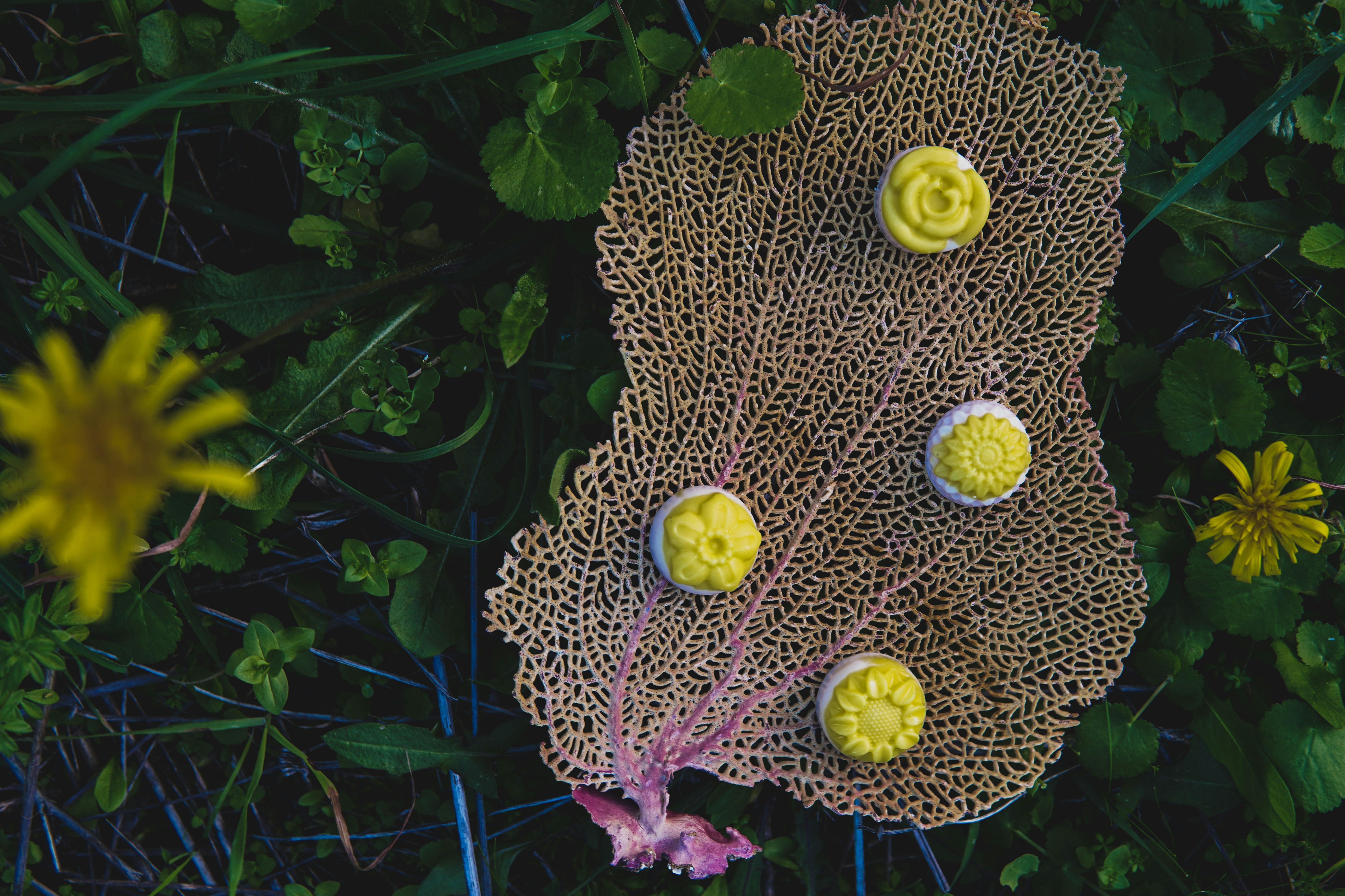 a group of yellow flowers sitting on top of a lush green field