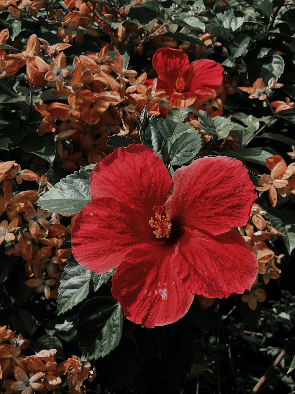 a red flower with green leaves in the background