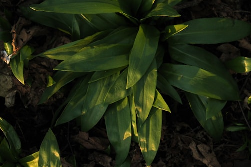 Close-up of leaves from iliex paraguayensis under dappled forest light