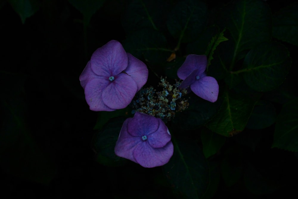 a group of purple flowers sitting on top of green leaves