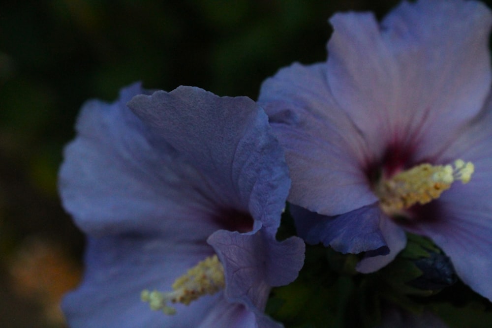 two purple flowers with yellow stamens on them