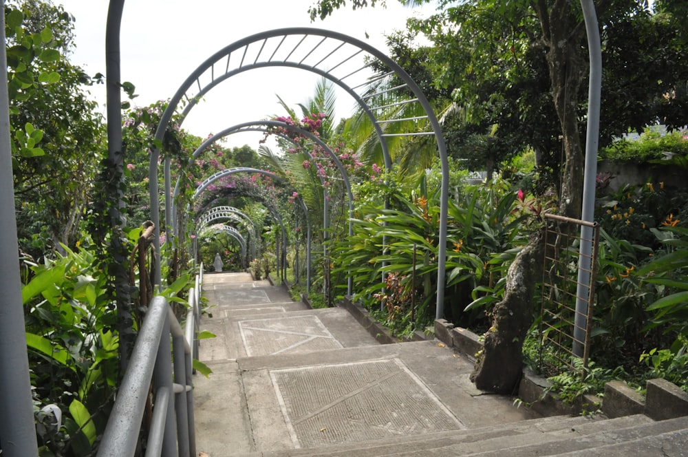 a walkway in the middle of a tropical garden