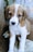 A young mixed-breed puppy with brown and white fur is sitting on a rough, textured surface. Its dark eyes are looking directly at the viewer, and it has a gentle expression. The background is a mixture of muted colors with patches of moss and a worn-out texture.