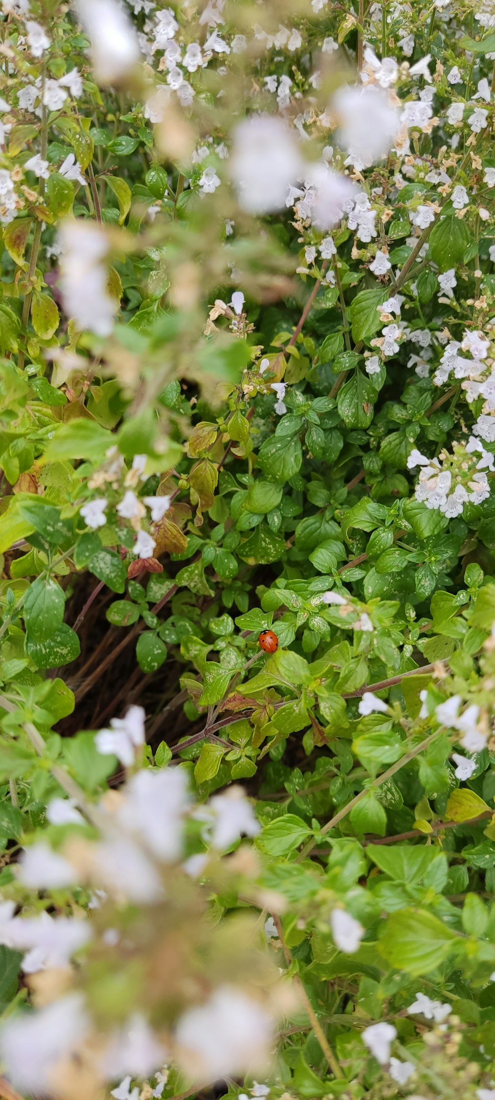 un arbusto con flores blancas y hojas verdes