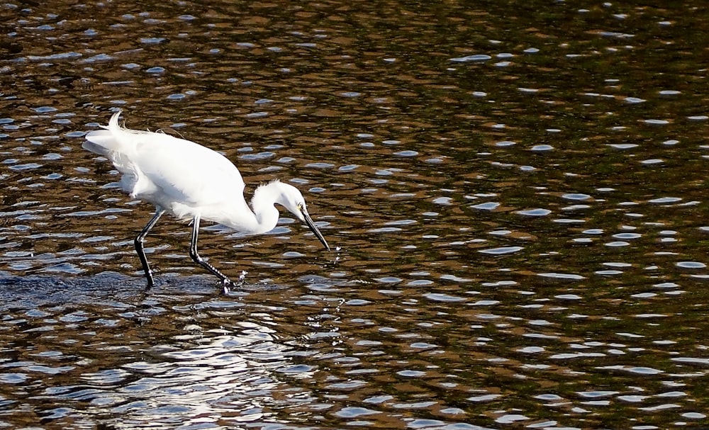 a white bird is standing in the water