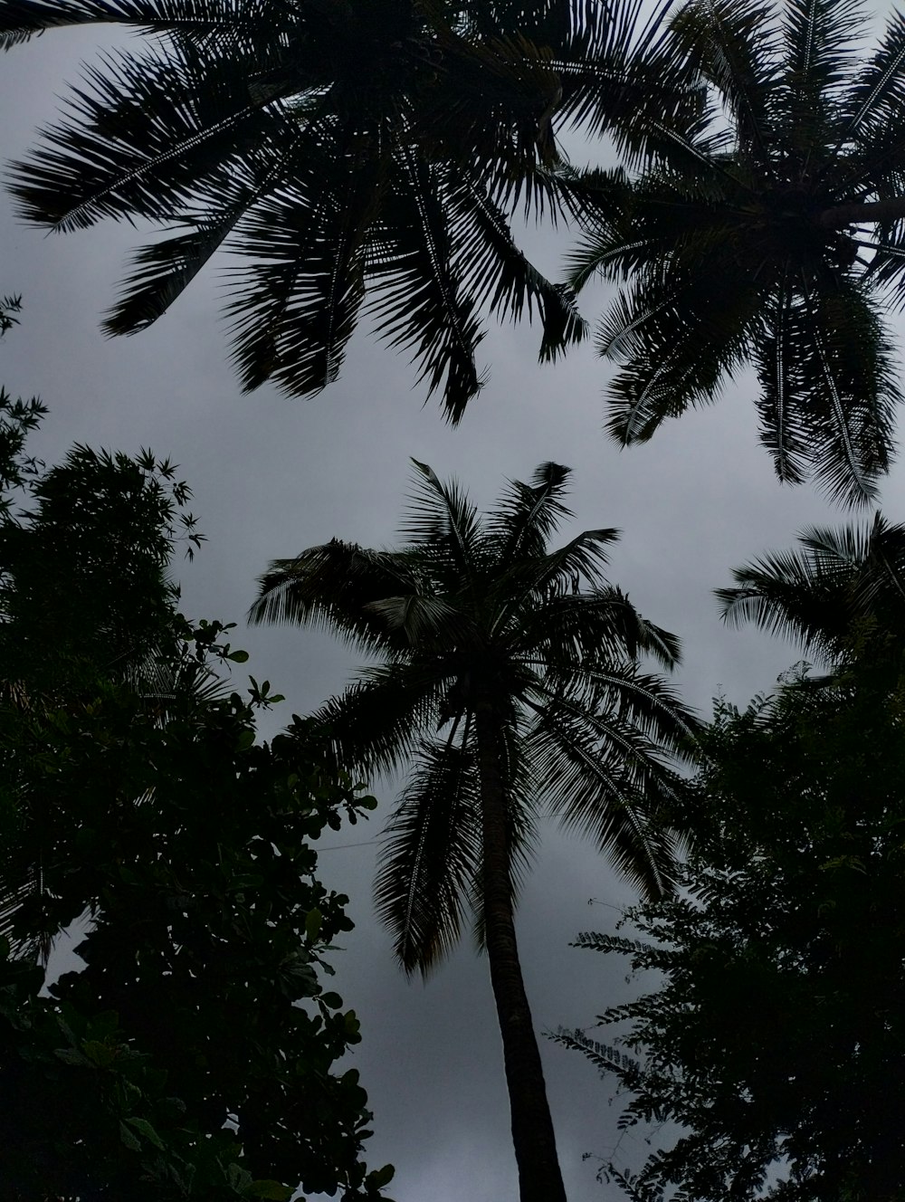 a bird sitting on top of a palm tree